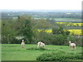 Alpacas with a view