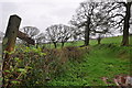 Taunton Deane District : Grassy Footpath