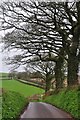 Taunton Deane District : Country Lane