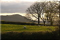 Evening grazing