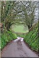 Taunton Deane District : Country Lane