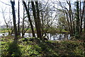 Pond, Little Southernden Farm