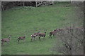 Taunton Deane District : Deer Grazing