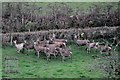 Taunton Deane District : Deer Herd