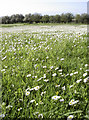 White with daisies