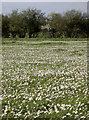 White flowers, white blossom