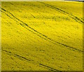 The coutryside is yellow: oilseed rape near Hampstead Norreys, Berkshire