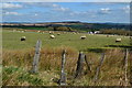 Sheep grazing on Grindon Moor