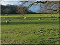 A field of sheep near Cosby Spinneys