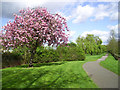 Flowering Tree, Tokyngton Park