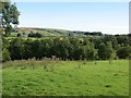 Pasture, Aghafad Road