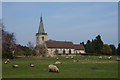 Sheep on Abbey Fields, Rocester