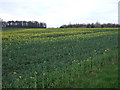 Oilseed rape crop, Brocklesby Park