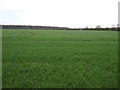 Crop field near Clixby Top Farm