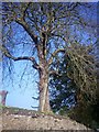 St Peters Church Lampeter Velfrey - tree