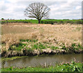 TG3029 : Reed beds beside the Dilham Canal by Evelyn Simak