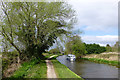 A large poplar beside the Trent & Mersey Canal