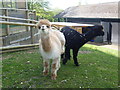 Alpacas in the Animal Walk at Horniman Gardens