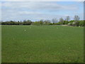 Farmland south of Ashby cum Fenby