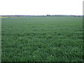 Crop field, Scrub Holt Farm