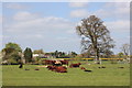 Cattle grazing near Didbrook