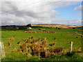 Aghascrebagh Townland