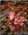 SX9064 : Cherry blossom, Pretty Park by Derek Harper