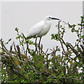 Little Egret (Egretta garzetta) Marsh Lane, New Holland