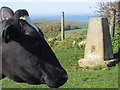 Merry Hill Triangulation Pillar with Inquisitive Cow