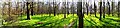 SU2167 : Braydon Hook, Savernake Forest by Brian Robert Marshall
