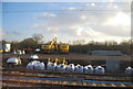 Yellow diggers at Pitsea