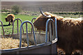 Highland cattle, Burnside Farm, Stanley