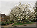 Blossom on Station Parade