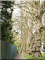 Tree in the path adjacent to Christchurch Road