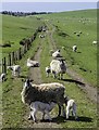 Lambing at Cowend