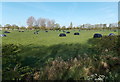 Black silage bales in a field near Yatton
