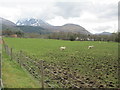 NN1477 : Lambing field near Torlundy by Jennifer Jones