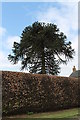 TF2482 : Monkey Puzzle Tree on Station Road by J.Hannan-Briggs