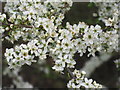 NT4166 : Blackthorn flowers at House o' Muir by M J Richardson