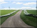 Daffodil-lined drive