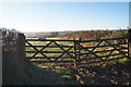 Grazing near Chittlehampton