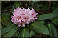 Rhododendron flower, Glendoick Gardens