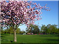 Cherry blossom and playground, Eltham Park South