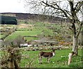 Modern farm sheds west of Ballintemple Road