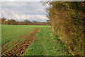 Footpath along field boundary