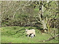 NY8351 : Ewe and lambs by Acton Burn by Mike Quinn