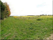 TG1438 : Daffodil fields at Bodham by Adrian S Pye