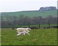 Ewe with lambs 