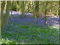 Bluebells in Berries Copse