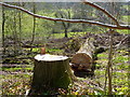 The Absence of Trees on the Approach to Brixham - 5  A century old oak tree eliminated at a stroke